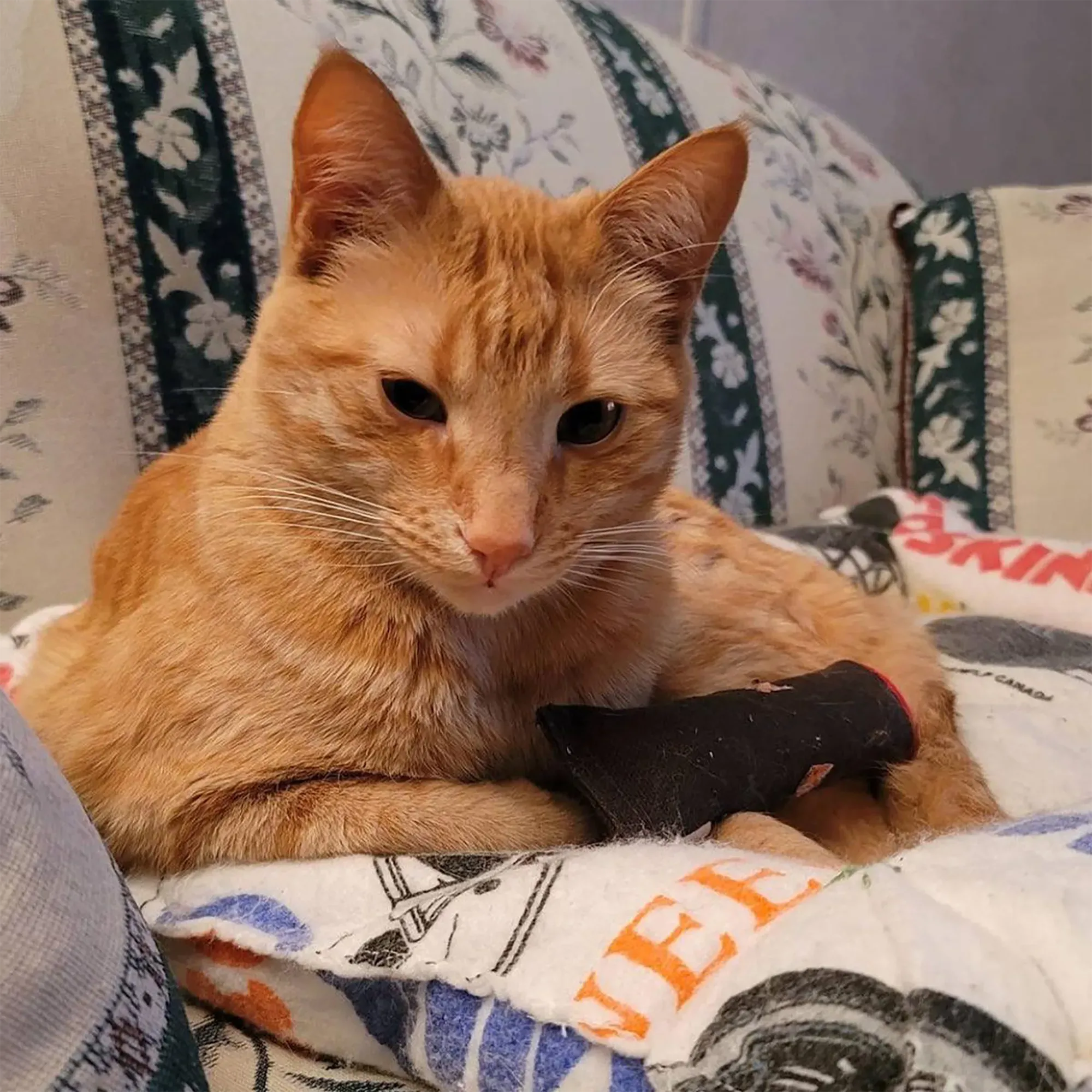 Catnip Cigar - Catnip & Valerian Root Filled Cat Toy