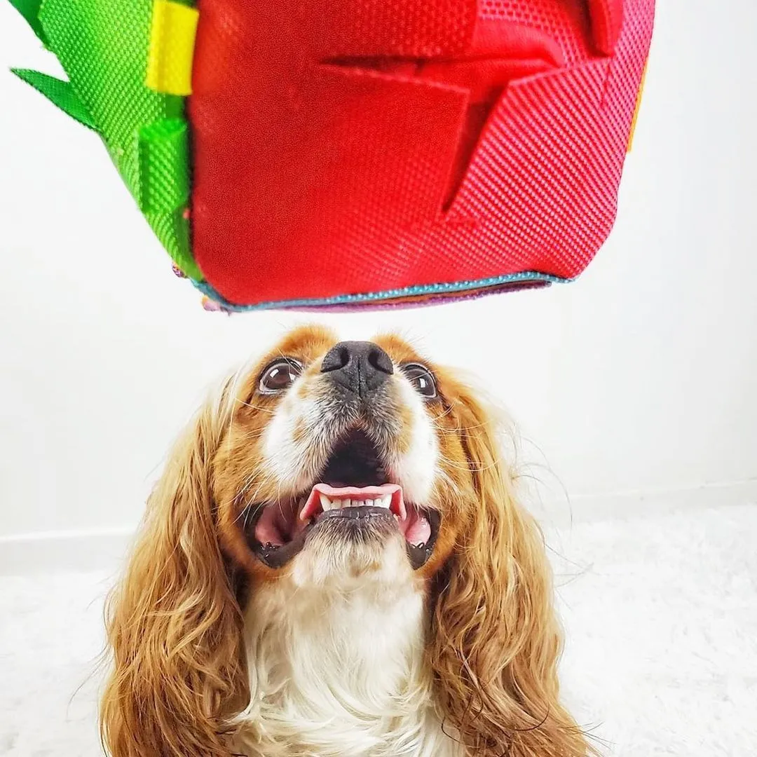 FouFouBrands Hide n Seek Activity CUBE Dog Toy (4.5")