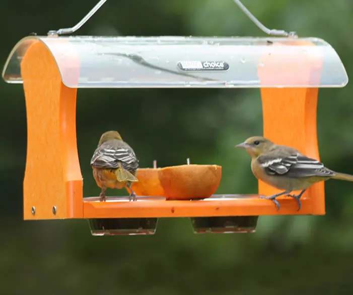 Fruit & Jelly Oriole Feeder