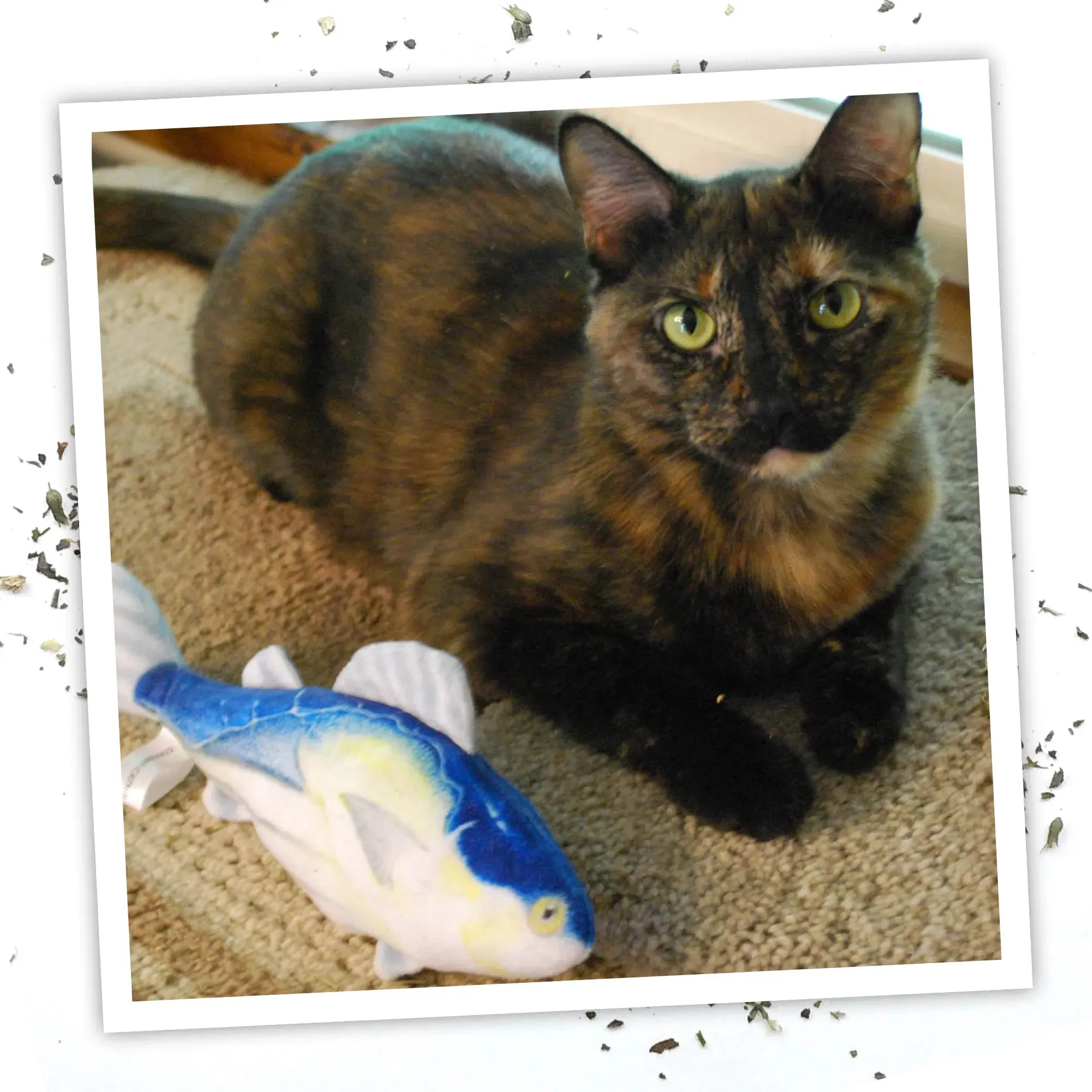 Get Hooked Big Kahuna Tuna Refillable Cat Toy