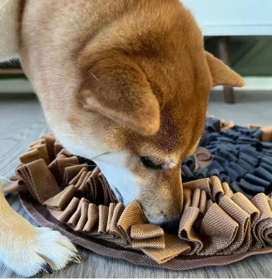Injoya Blue & Orange Cookie Snuffle Mat For Dogs