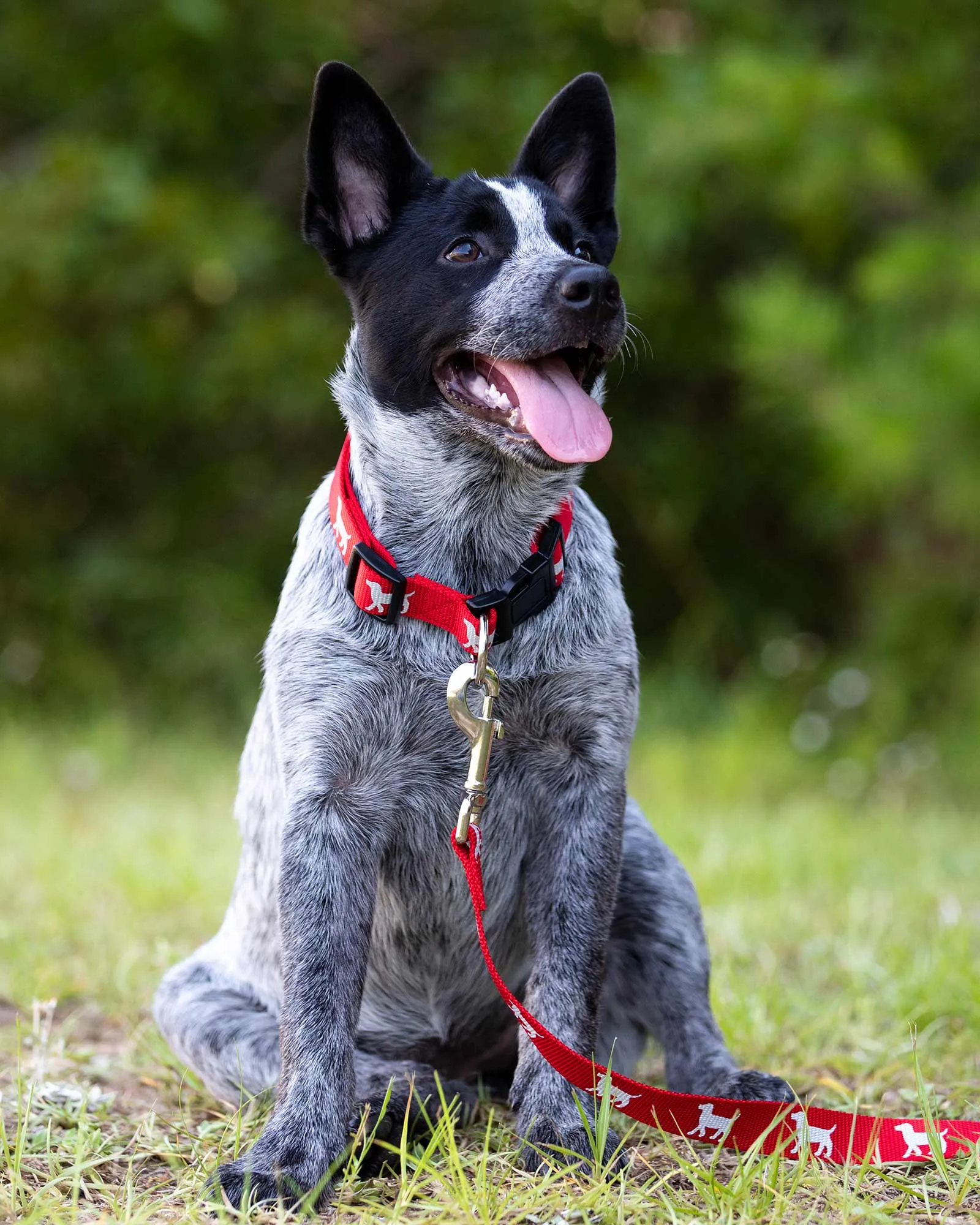 Jeffers Reflective Hound Series Nylon Dog Leash, 1" x 4'