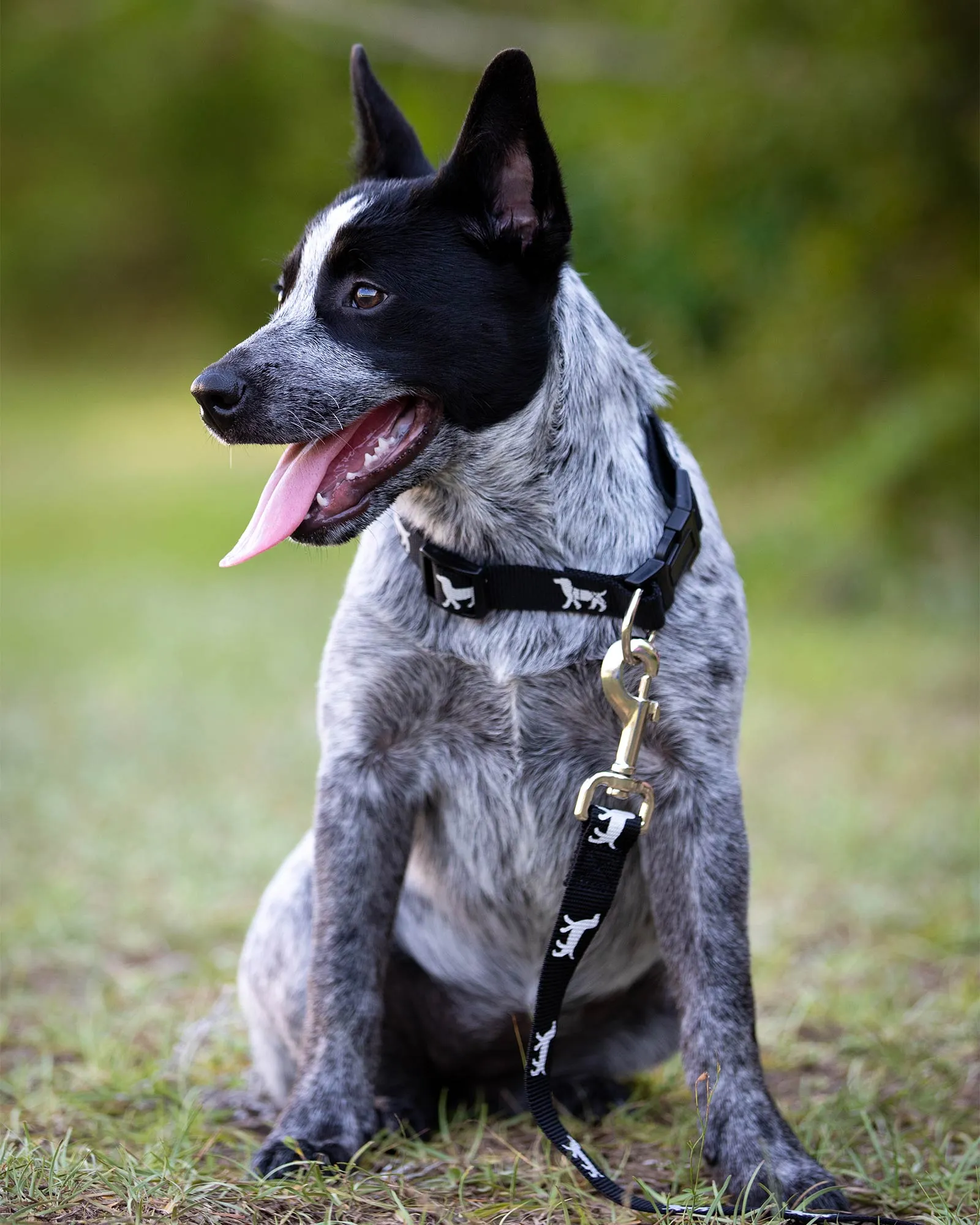 Jeffers Reflective Hound Series Nylon Dog Leash, 1" x 4'