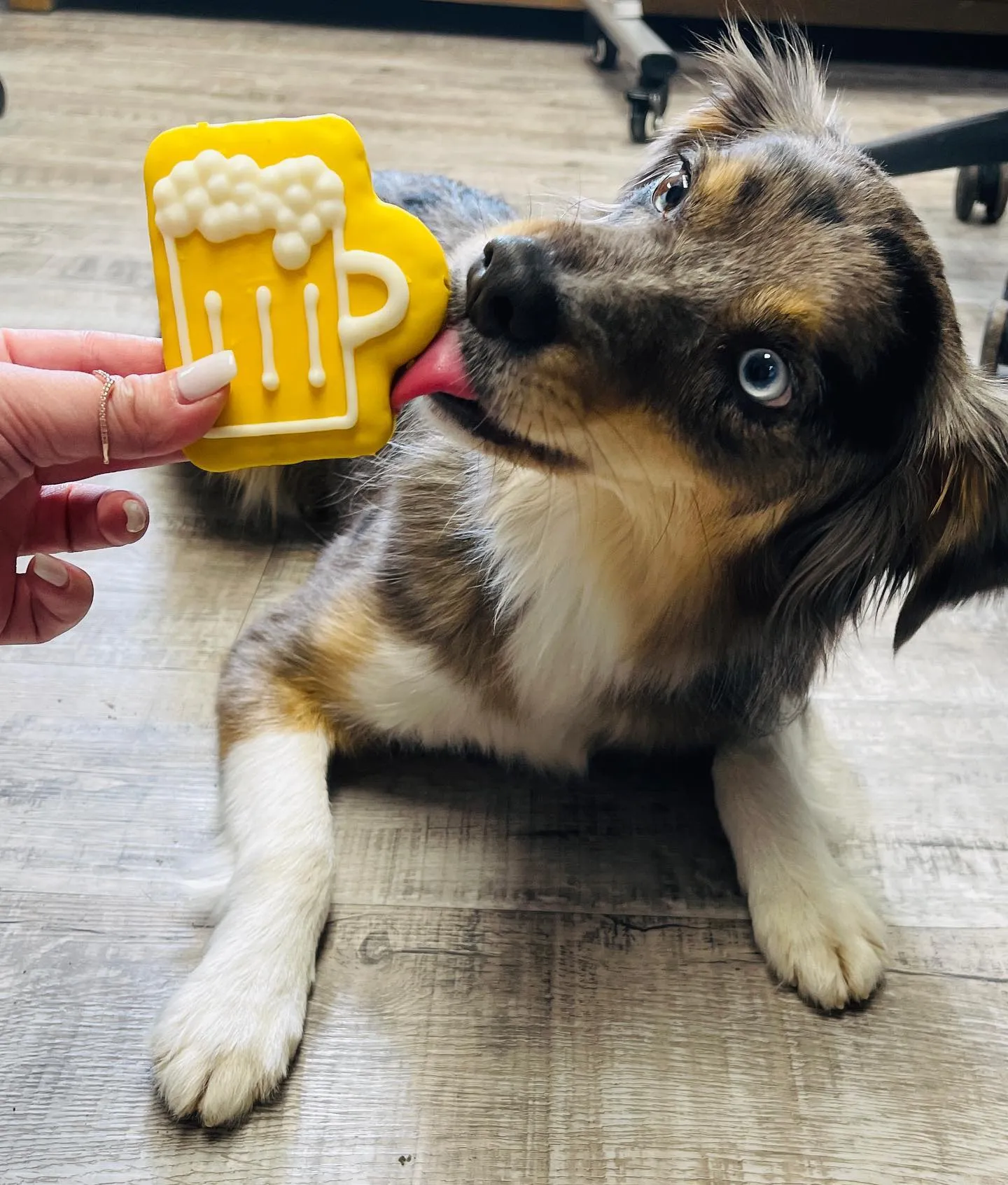 Kanu Pet Pour Me Another Dog Cookie